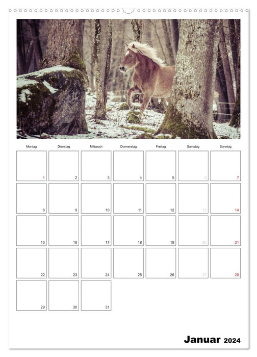 With horses throughout the year / Planner (CALVENDO Premium Wall Calendar 2024) 