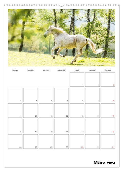 With horses throughout the year / Planner (CALVENDO Premium Wall Calendar 2024) 