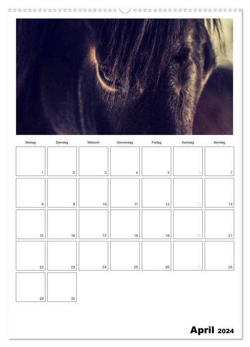 With horses throughout the year / Planner (CALVENDO Premium Wall Calendar 2024) 