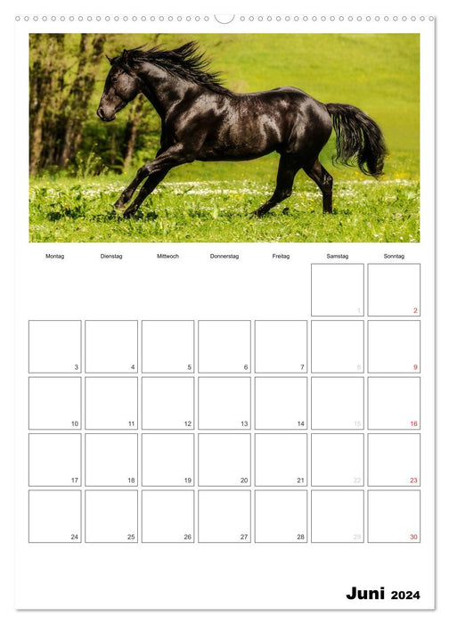 With horses throughout the year / Planner (CALVENDO Premium Wall Calendar 2024) 