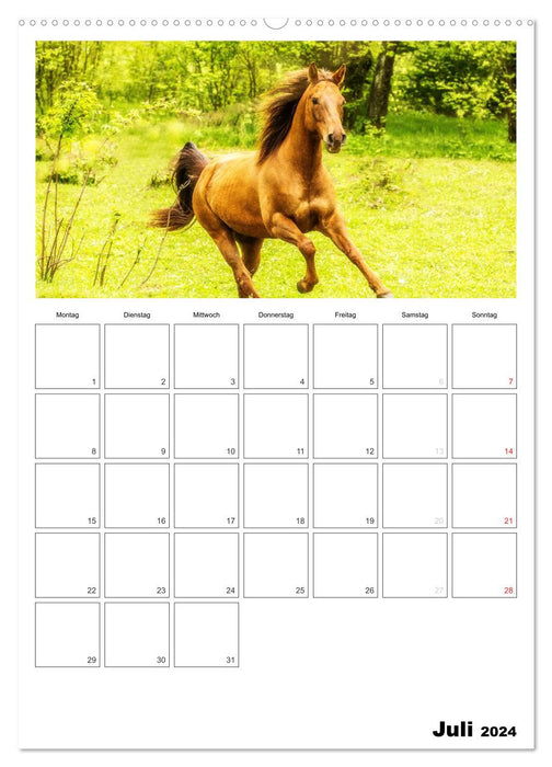 With horses throughout the year / Planner (CALVENDO Premium Wall Calendar 2024) 