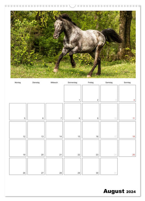 With horses throughout the year / Planner (CALVENDO Premium Wall Calendar 2024) 