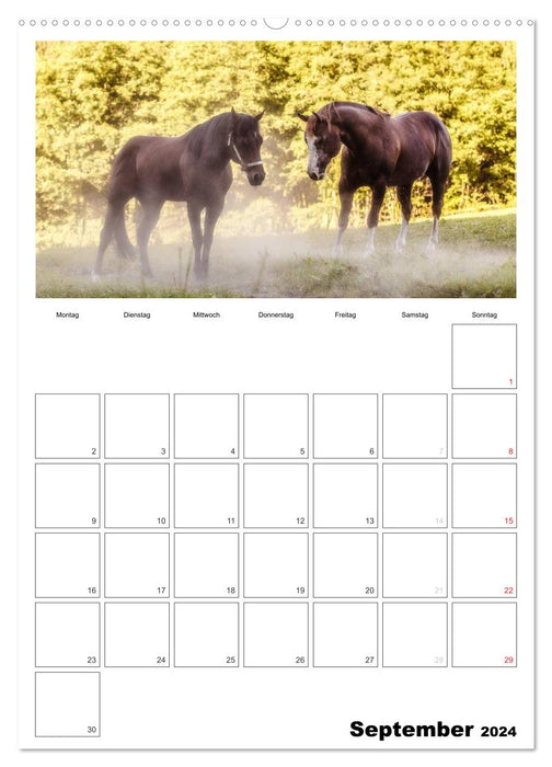 With horses throughout the year / Planner (CALVENDO Premium Wall Calendar 2024) 