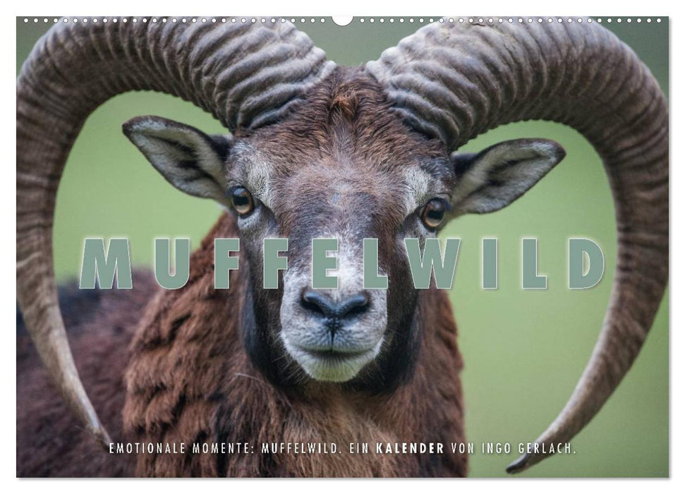 Moments d'émotion : mouflon. (Calendrier mural CALVENDO 2024) 