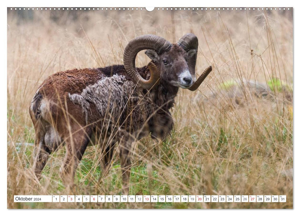 Moments d'émotion : mouflon. (Calendrier mural CALVENDO 2024) 