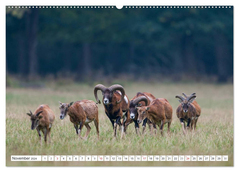 Moments d'émotion : mouflon. (Calendrier mural CALVENDO 2024) 