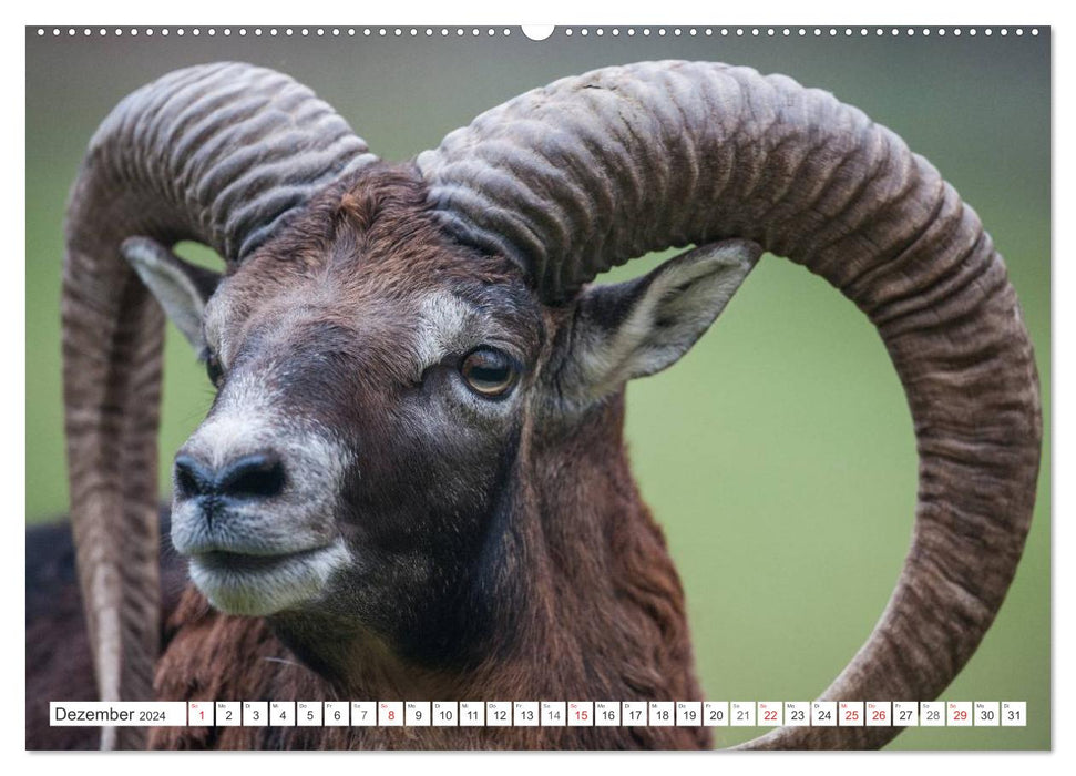 Moments d'émotion : mouflon. (Calendrier mural CALVENDO 2024) 