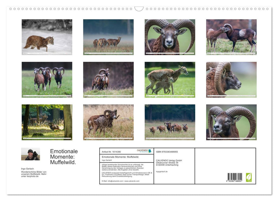 Emotional moments: mouflon. (CALVENDO wall calendar 2024) 