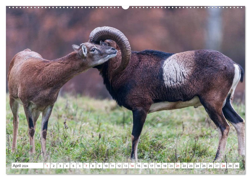 Emotional moments: mouflon. (CALVENDO wall calendar 2024) 