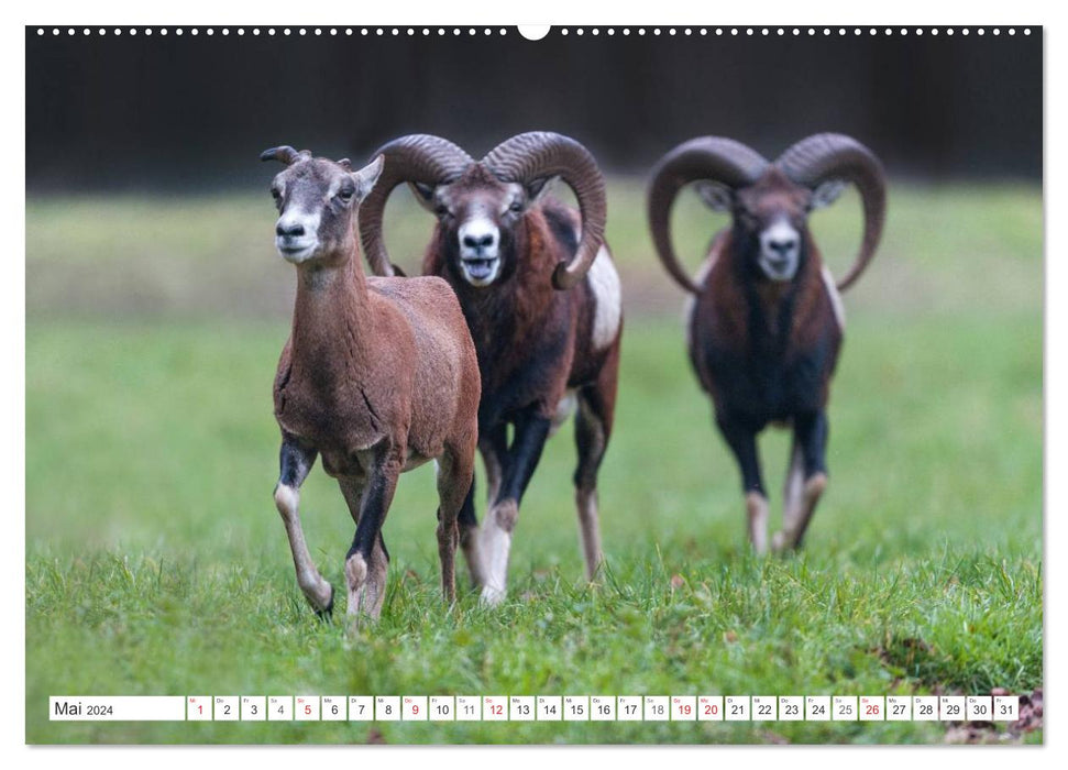 Emotional moments: mouflon. (CALVENDO wall calendar 2024) 