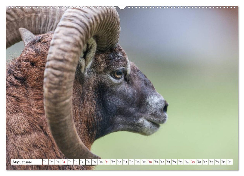 Emotional moments: mouflon. (CALVENDO wall calendar 2024) 