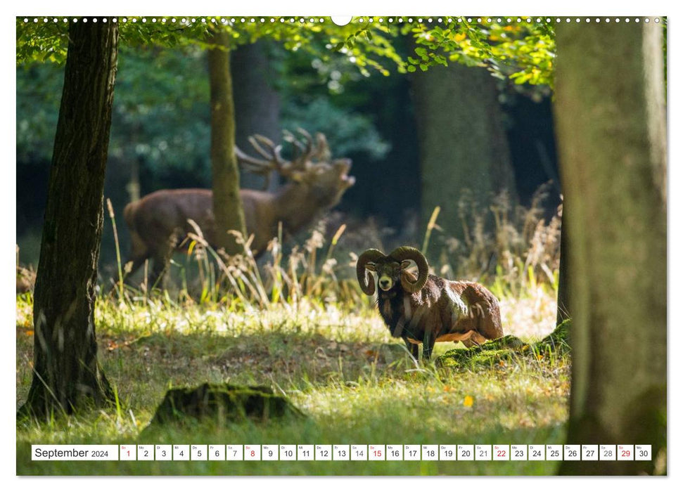 Moments d'émotion : mouflon. (Calendrier mural CALVENDO 2024) 