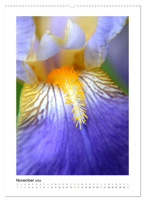 Iris, flower of the rainbow (CALVENDO Premium Wall Calendar 2024) 