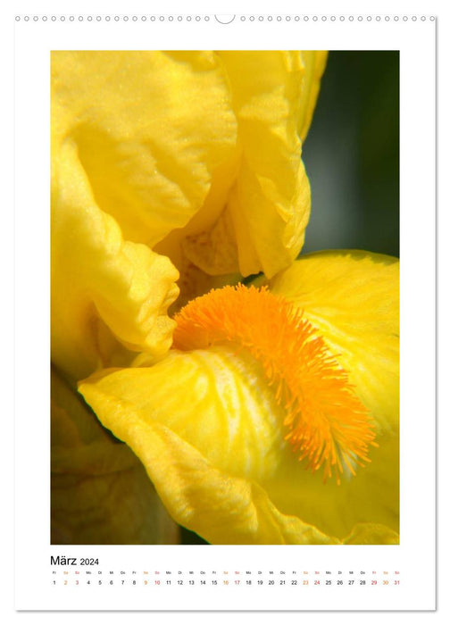 Iris, flower of the rainbow (CALVENDO Premium Wall Calendar 2024) 