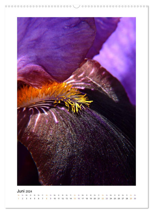 Iris, Blume des Regenbogens (CALVENDO Premium Wandkalender 2024)