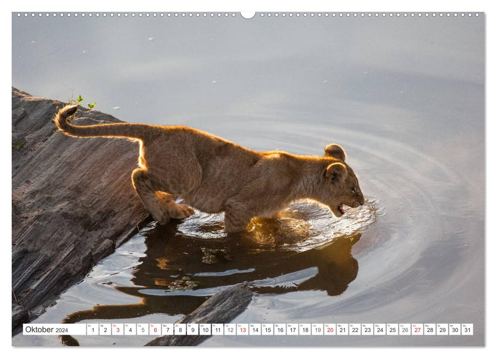 Emotionale Momente: Löwenbabys - so süß. (CALVENDO Wandkalender 2024)