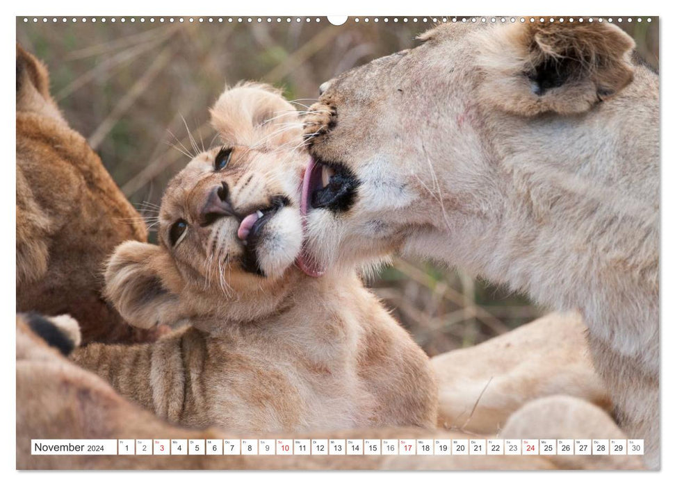 Emotional moments: lion cubs - so cute. (CALVENDO wall calendar 2024) 