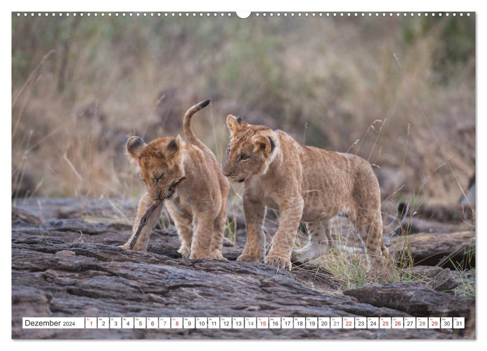 Moments d'émotion : des lionceaux - si mignons. (Calendrier mural CALVENDO 2024) 