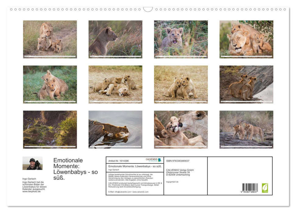 Emotional moments: lion cubs - so cute. (CALVENDO wall calendar 2024) 