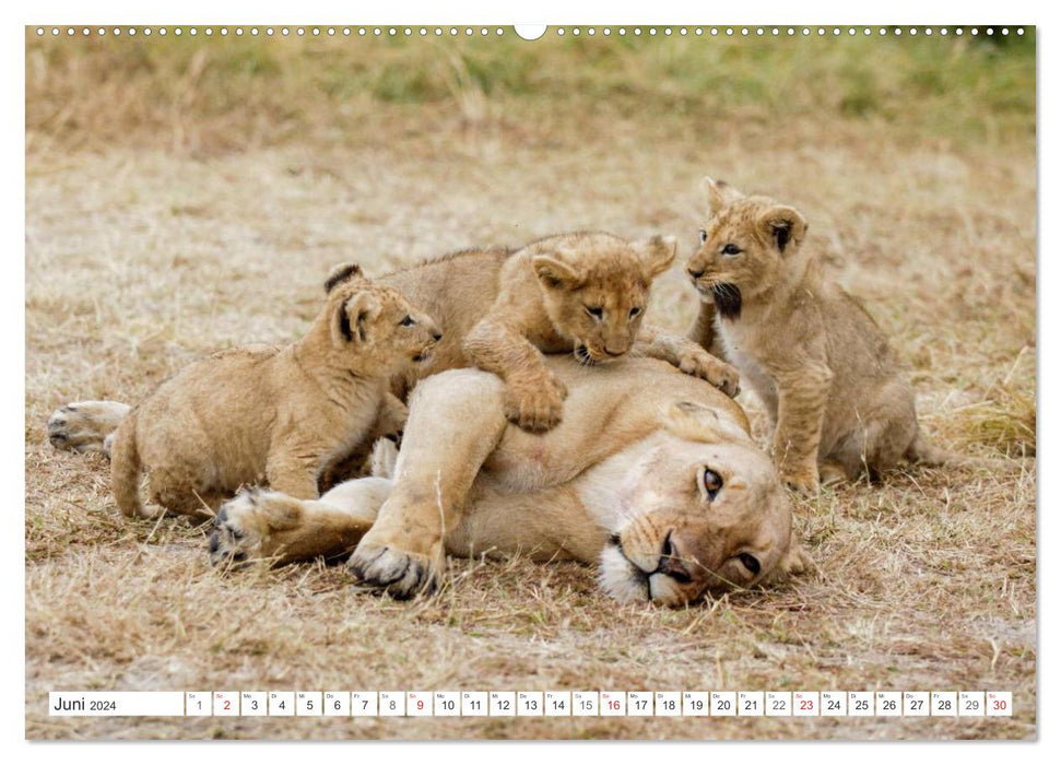 Emotionale Momente: Löwenbabys - so süß. (CALVENDO Wandkalender 2024)