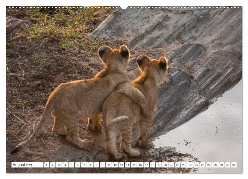 Emotional moments: lion cubs - so cute. (CALVENDO wall calendar 2024) 