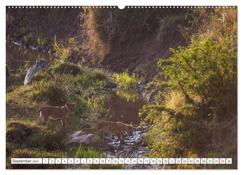 Emotionale Momente: Löwenbabys - so süß. (CALVENDO Wandkalender 2024)