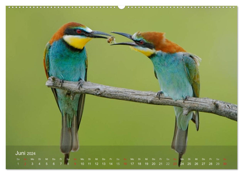 European bee-eaters (CALVENDO wall calendar 2024) 