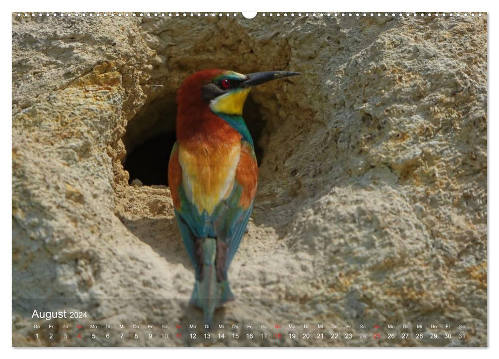 European bee-eaters (CALVENDO wall calendar 2024) 
