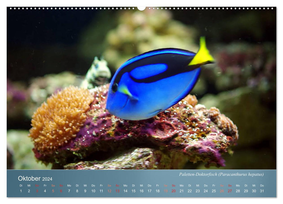 Colorful reef inhabitants - fish, anemones and much more (CALVENDO Premium Wall Calendar 2024) 