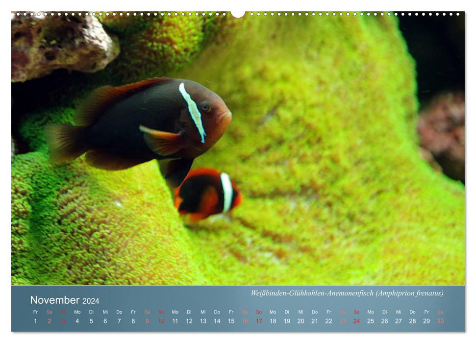 Bunte Riffbewohner - Fische, Anemonen und noch viel mehr (CALVENDO Premium Wandkalender 2024)