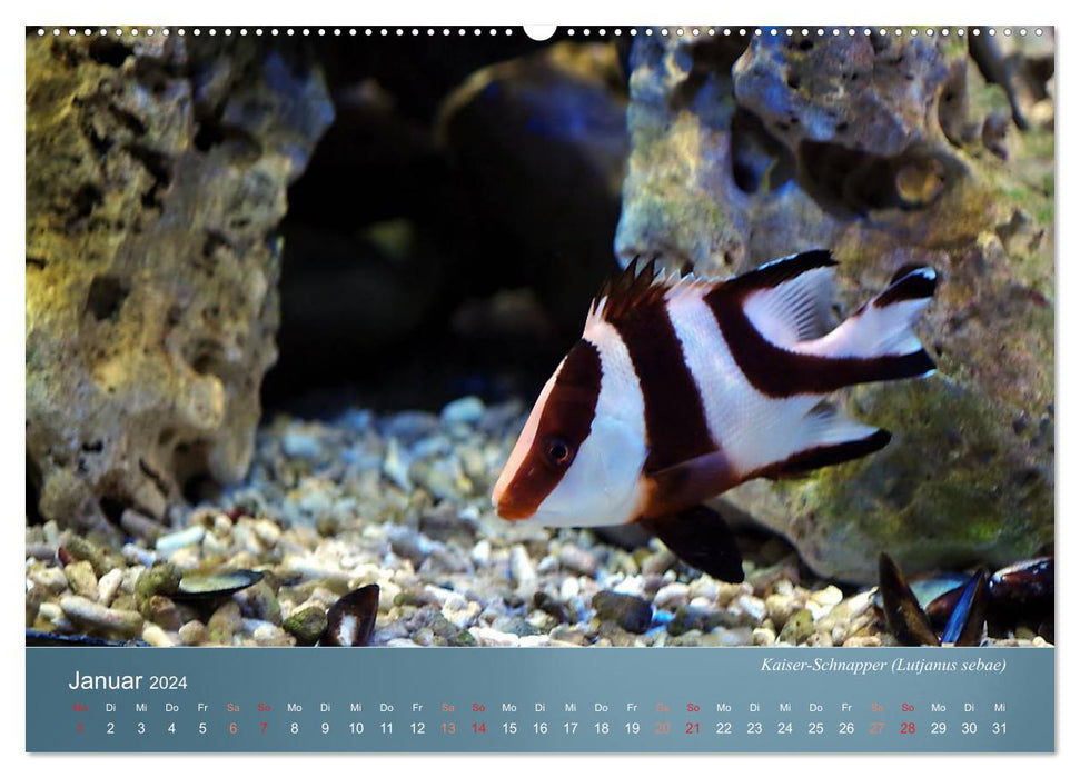 Colorful reef inhabitants - fish, anemones and much more (CALVENDO Premium Wall Calendar 2024) 