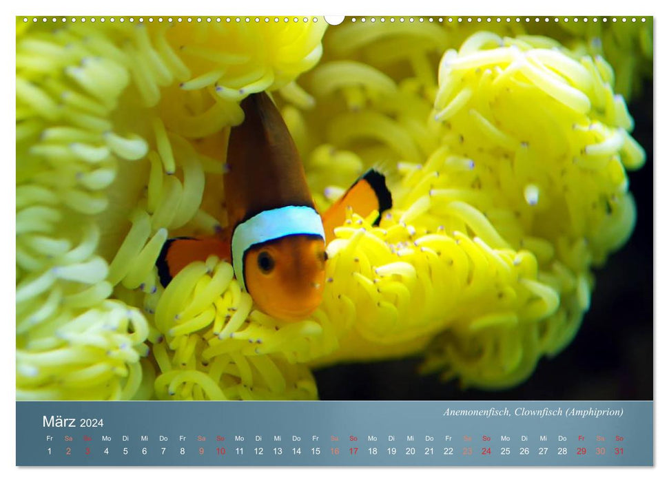 Colorful reef inhabitants - fish, anemones and much more (CALVENDO Premium Wall Calendar 2024) 