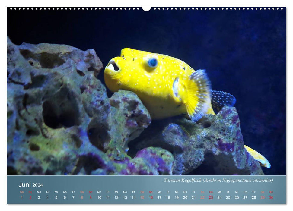 Colorful reef inhabitants - fish, anemones and much more (CALVENDO Premium Wall Calendar 2024) 