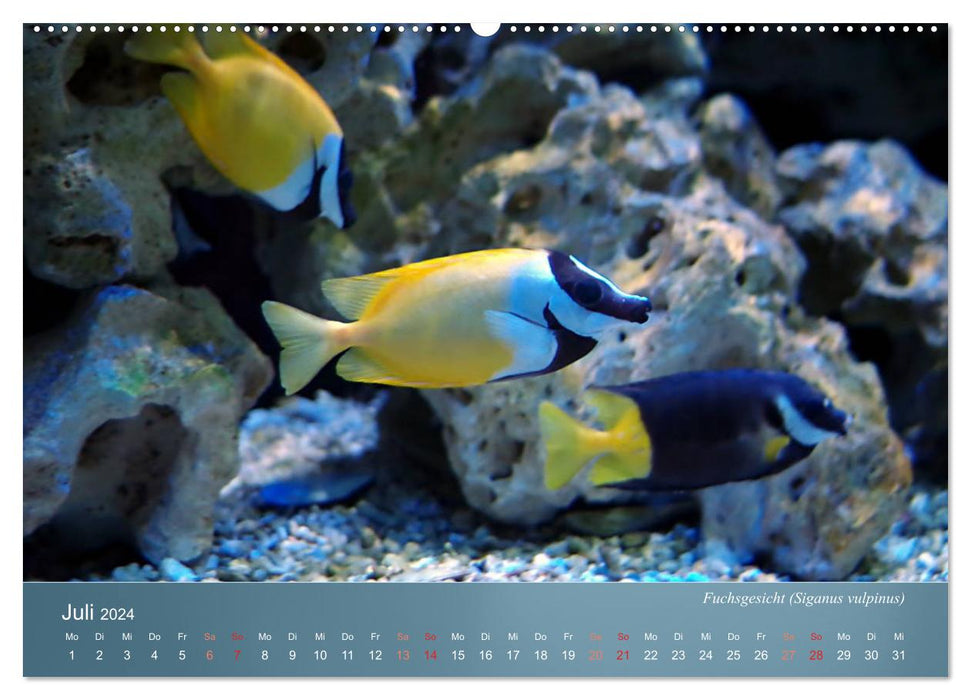 Colorful reef inhabitants - fish, anemones and much more (CALVENDO Premium Wall Calendar 2024) 