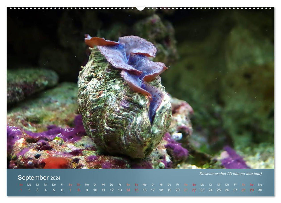 Bunte Riffbewohner - Fische, Anemonen und noch viel mehr (CALVENDO Premium Wandkalender 2024)