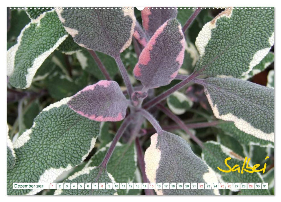 Herbs - Healthy, pretty and delicious (CALVENDO Premium Wall Calendar 2024) 