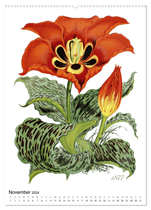 Tulpen - Jahr (CALVENDO Wandkalender 2024)