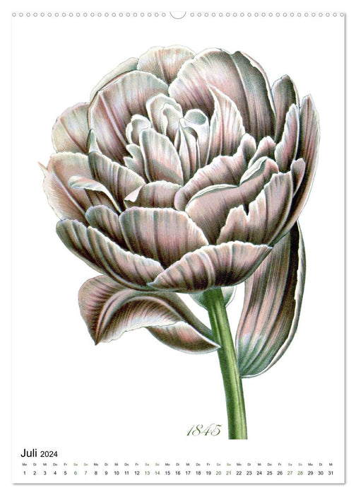 Tulpen - Jahr (CALVENDO Wandkalender 2024)