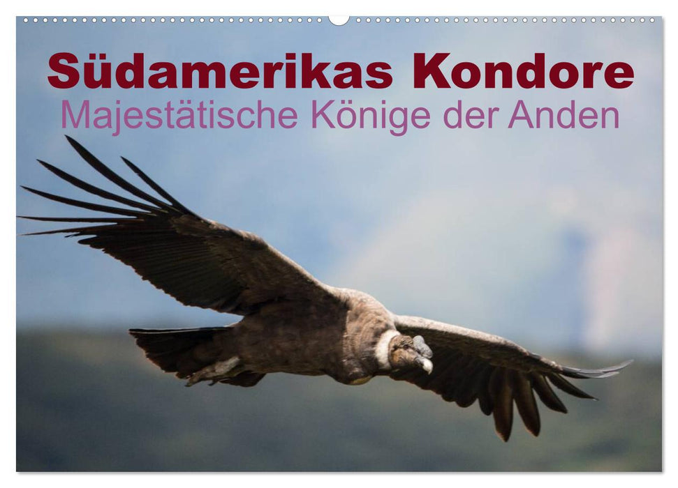 Condors d'Amérique du Sud – Rois majestueux des Andes (Calendrier mural CALVENDO 2024) 