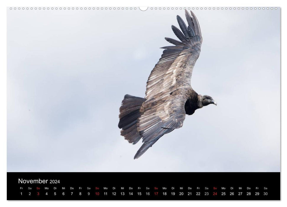 South America's Condors - Majestic Kings of the Andes (CALVENDO Wall Calendar 2024) 