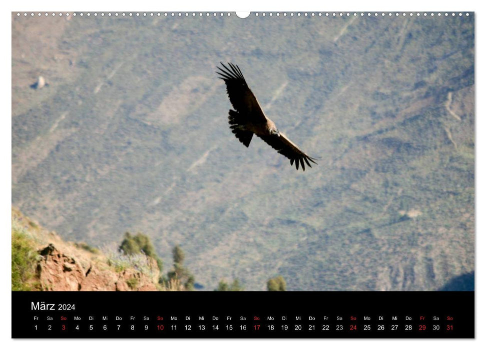 Condors d'Amérique du Sud – Rois majestueux des Andes (Calendrier mural CALVENDO 2024) 