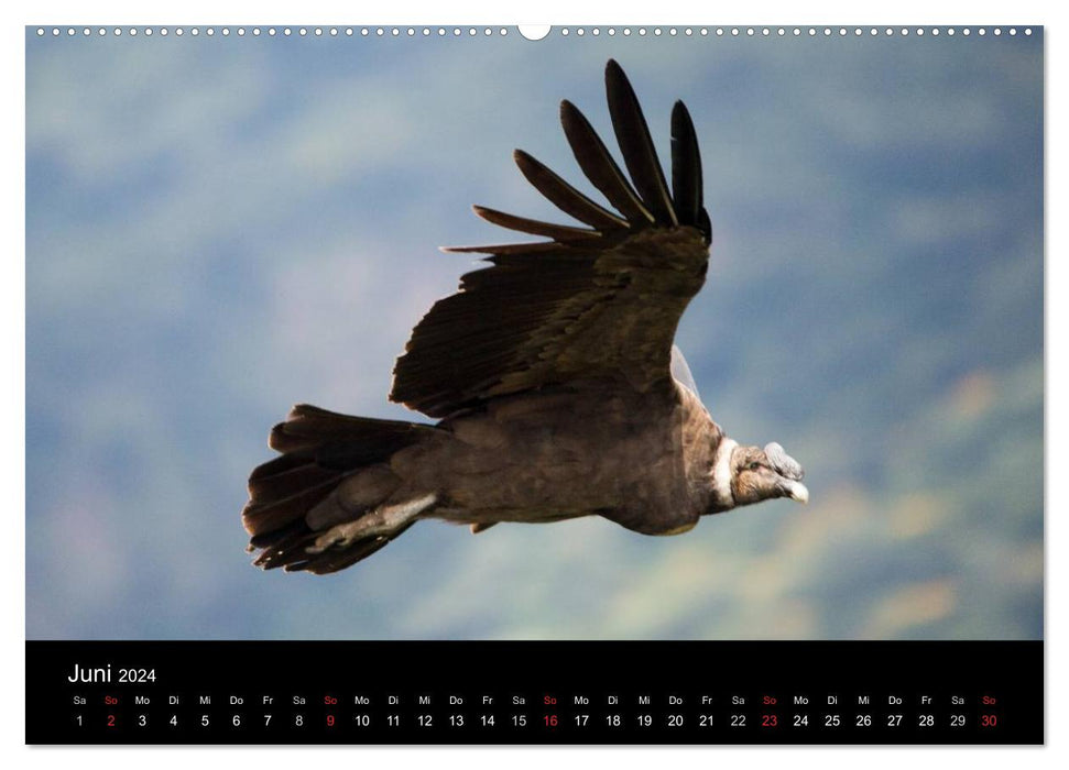 Condors d'Amérique du Sud – Rois majestueux des Andes (Calendrier mural CALVENDO 2024) 