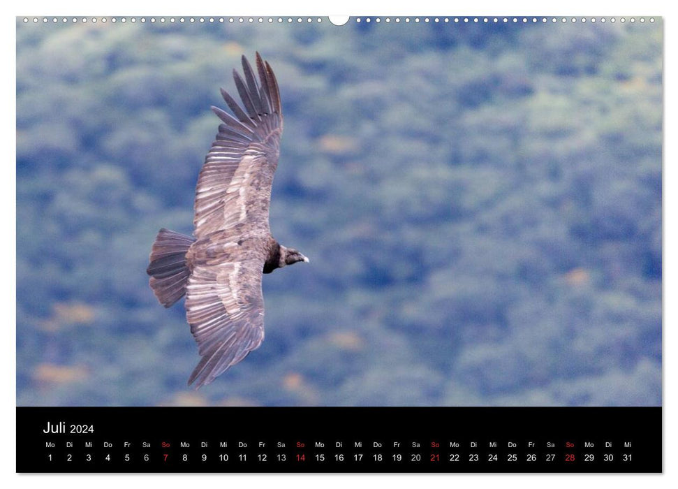 Condors d'Amérique du Sud – Rois majestueux des Andes (Calendrier mural CALVENDO 2024) 