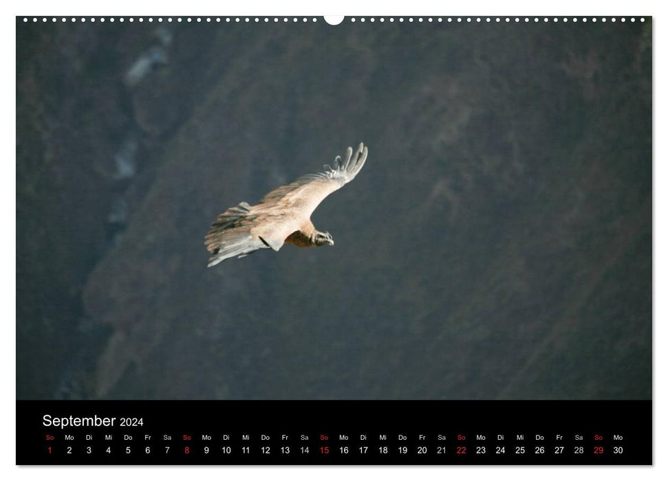 South America's Condors - Majestic Kings of the Andes (CALVENDO Wall Calendar 2024) 