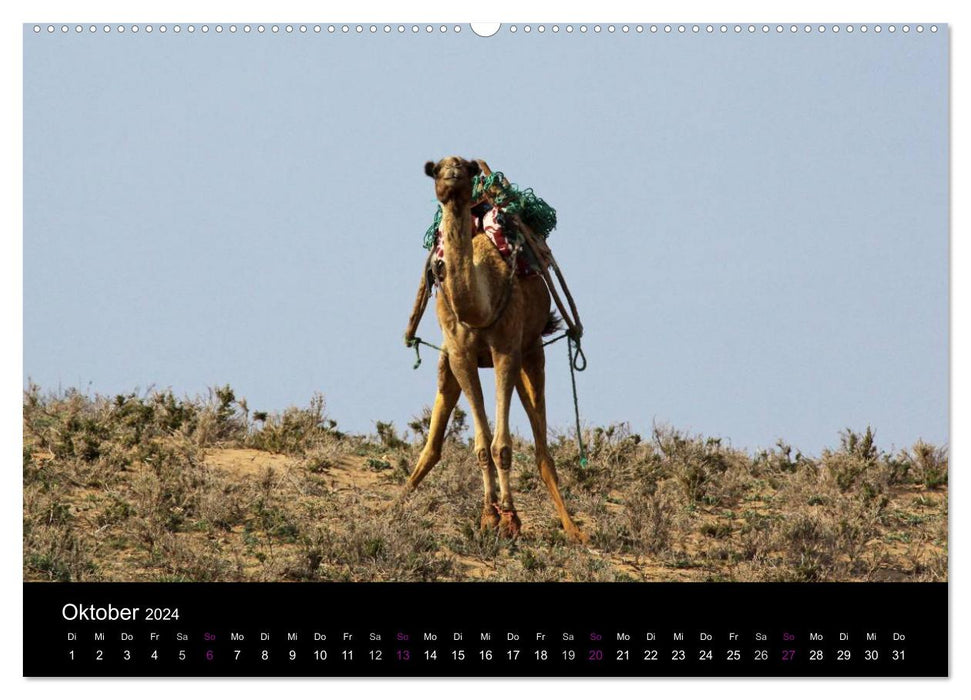 Kamele 2024 - Unterwegs mit zottigen Wüstenschiffen (CALVENDO Premium Wandkalender 2024)