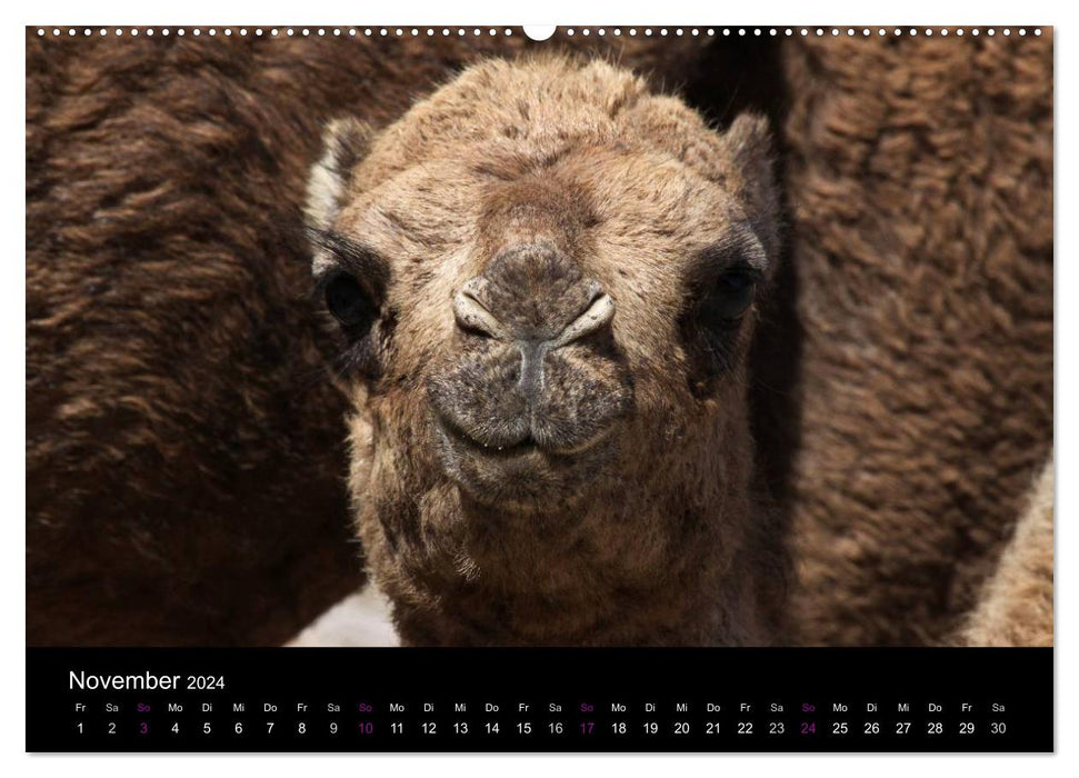 Camels 2024 - Traveling with shaggy desert ships (CALVENDO Premium Wall Calendar 2024) 