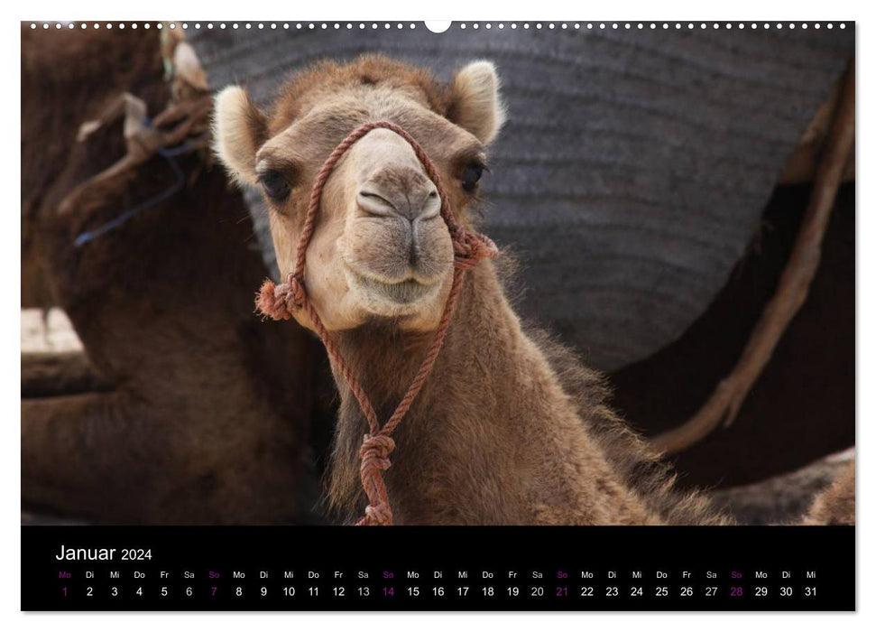 Camels 2024 - Traveling with shaggy desert ships (CALVENDO Premium Wall Calendar 2024) 