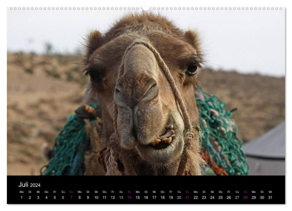Kamele 2024 - Unterwegs mit zottigen Wüstenschiffen (CALVENDO Premium Wandkalender 2024)