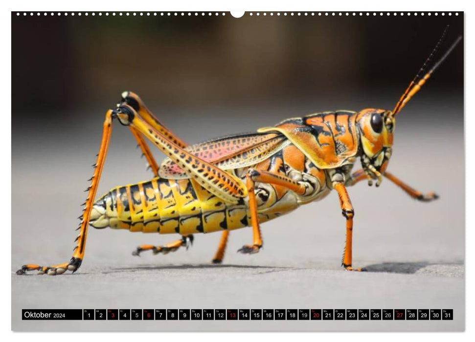 Insects • Bizarre natural wonders (CALVENDO wall calendar 2024) 