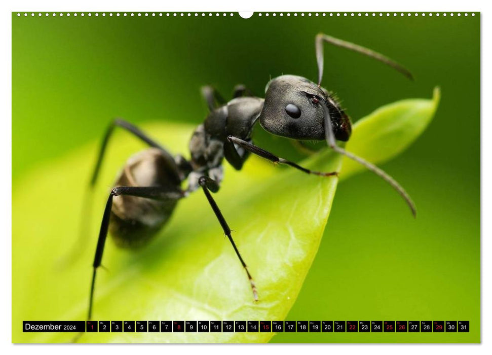 Insects • Bizarre natural wonders (CALVENDO wall calendar 2024) 